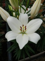 [5698 DJ LZ-09 No02.JPG]